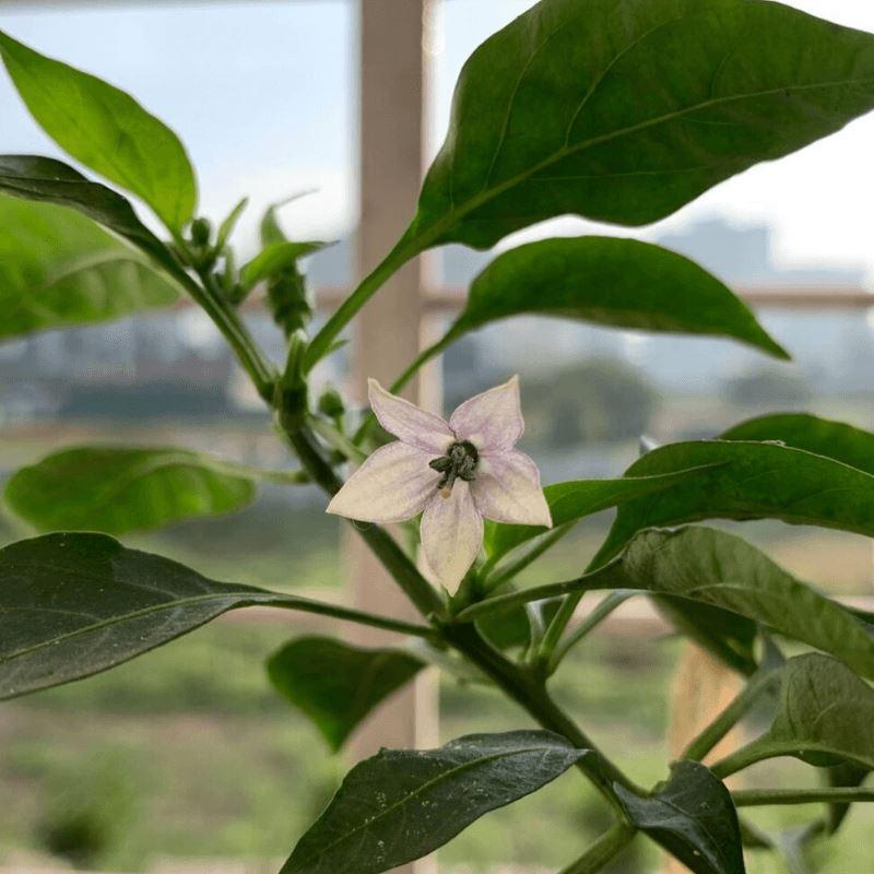 Why Are My Chilli Plant Flowers Falling Off? — Lazy Gardener Online Gardening Store India