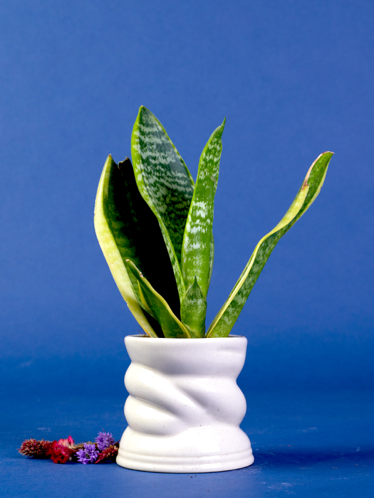 Whisper - White - Set of 2 - Ceramic Pots (Without Plant)