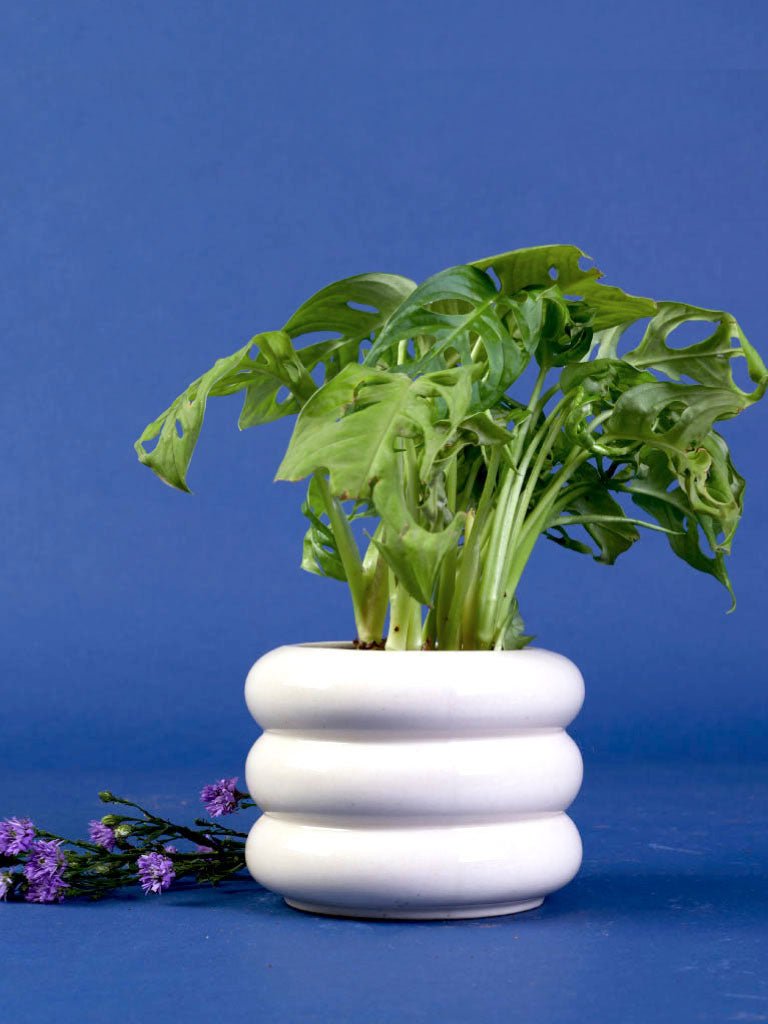 Stylish Ceramic Pots for Plants