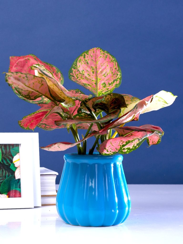 Enigma - Azure Blue - Set of 1 - Ceramic Pot (Without Plant)