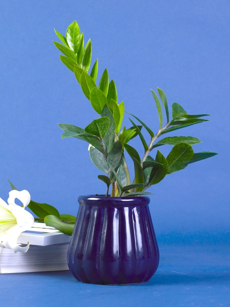 Pots, Planters, Stands
