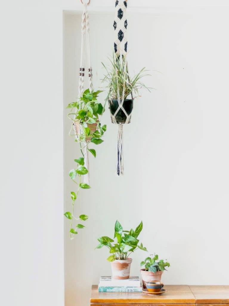 Macrame Plant Hangers: Indoor Plant Hangers Handmade by Indian Artisans