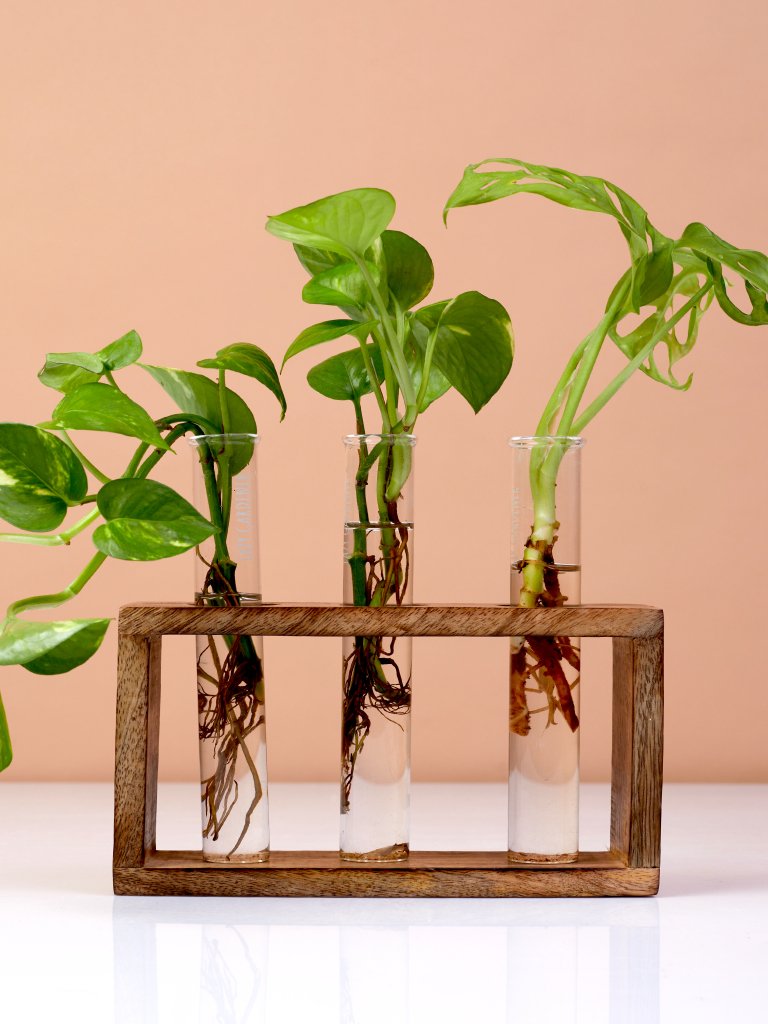 Timber Grove Elegant Trio - Test Tube Planter