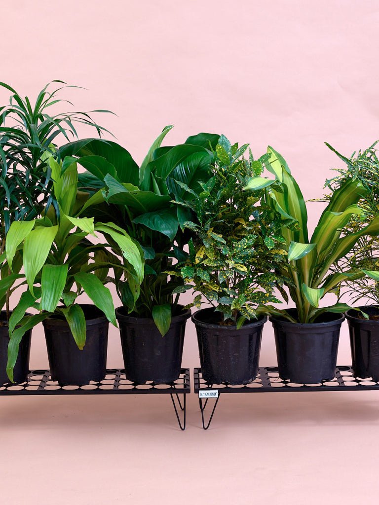 Planter Metal Stands