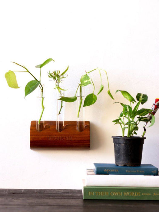 Wooden Magnetic Test Tube Propagation Planter Wall Mounted Plant Stand,  Height: 2 Inch at Rs 200/piece in Jaipur